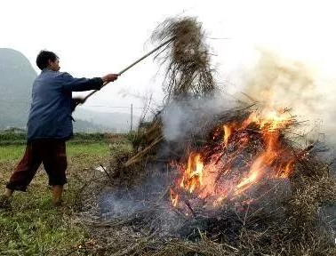 你年年都想燒的秸稈，今年可以吃票子了！