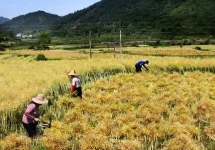 秸稈禁燒季 | 禁止一切露天焚燒秸稈行為！附縣政府禁燒通告、鎮(zhèn)政府倡議書(shū)